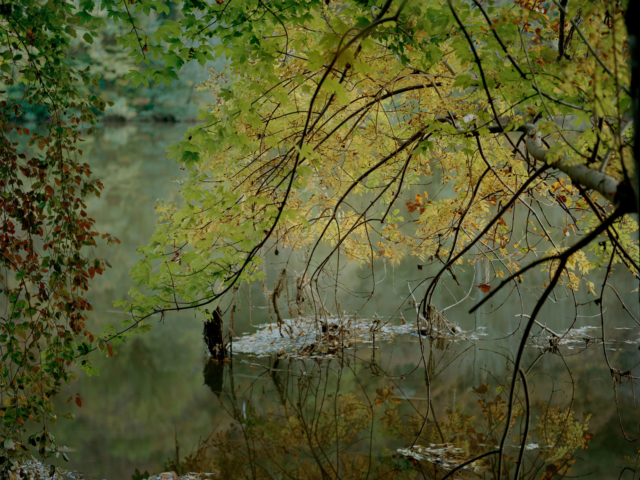 Photograph of trees overhanging a river