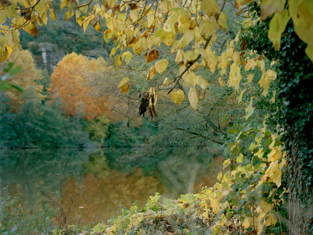 Photograph of trees overhanging a river