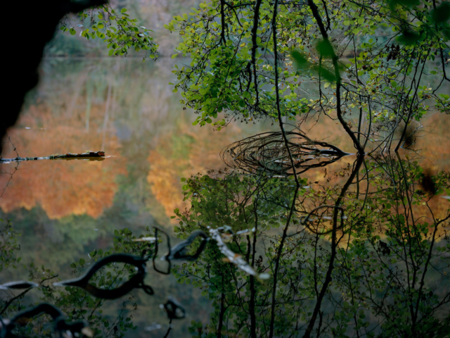 Photograph of autumn trees reflecting in a river