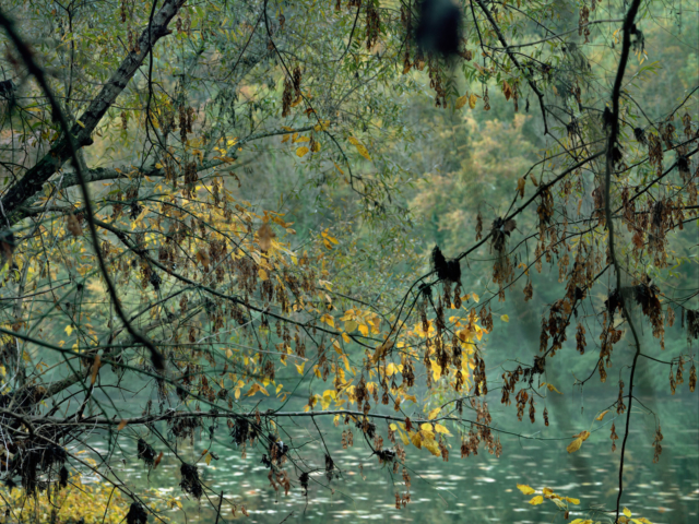 Photograph of trees overhanging a river