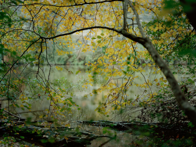 Photograph of a tree overhanging a river