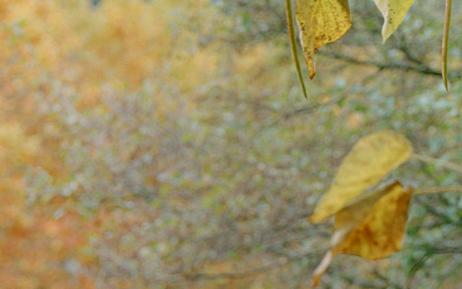 Close-up of leaf and blurry autumn colours