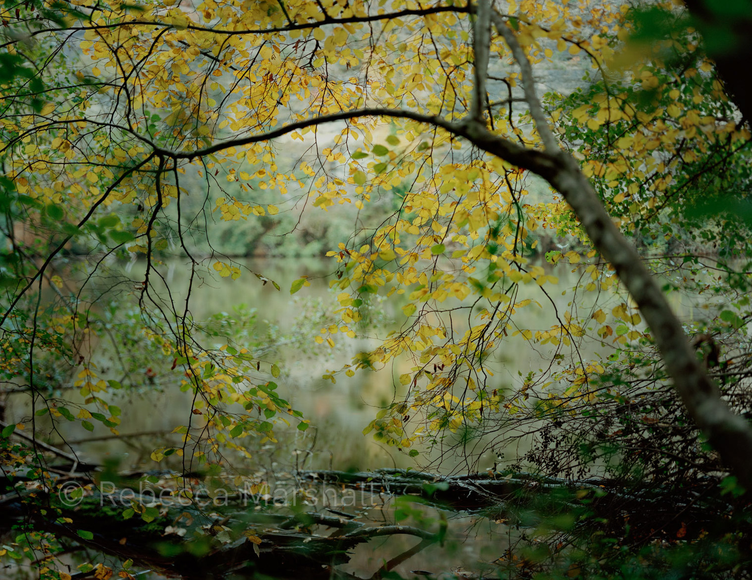 Photograph of a tree with green and yellow leaves overhanging a slow-moving river in the woods