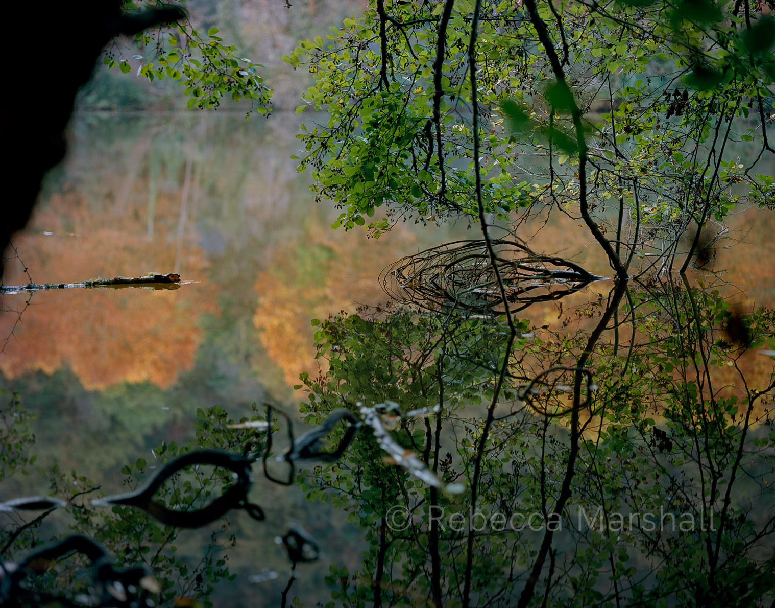 Photograph of trees and roots in a slow-moving river in the woods, with orange leaves reflected in the water