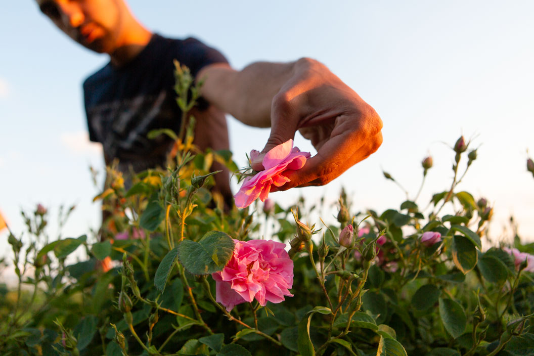Close-up photograph of a rose bloom at sunset, with a man's hand picking it