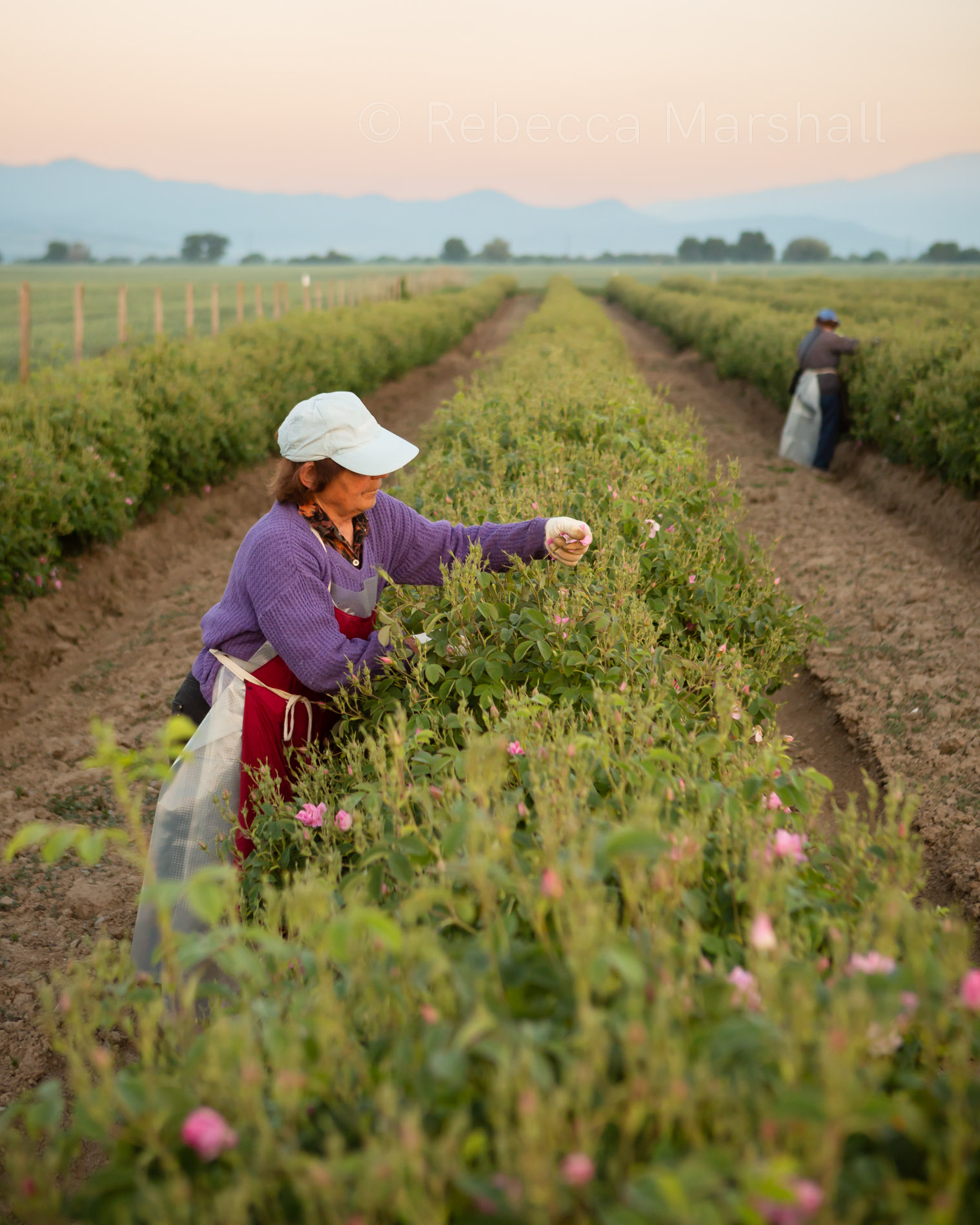 Two women pick rose blooms in a field of roses just after sunrise