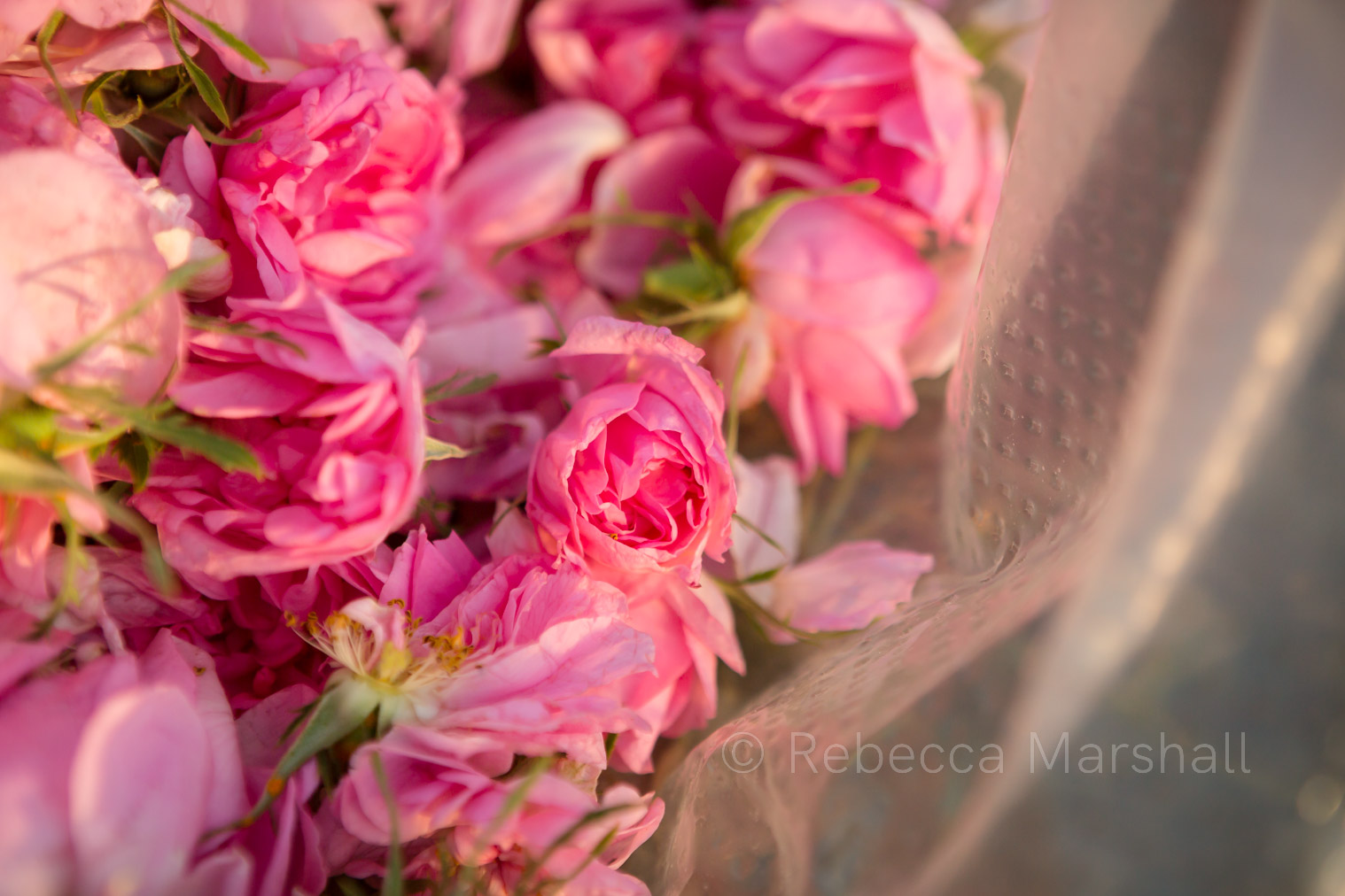 Close-up photograph of picked rose blooms in a plastic sac