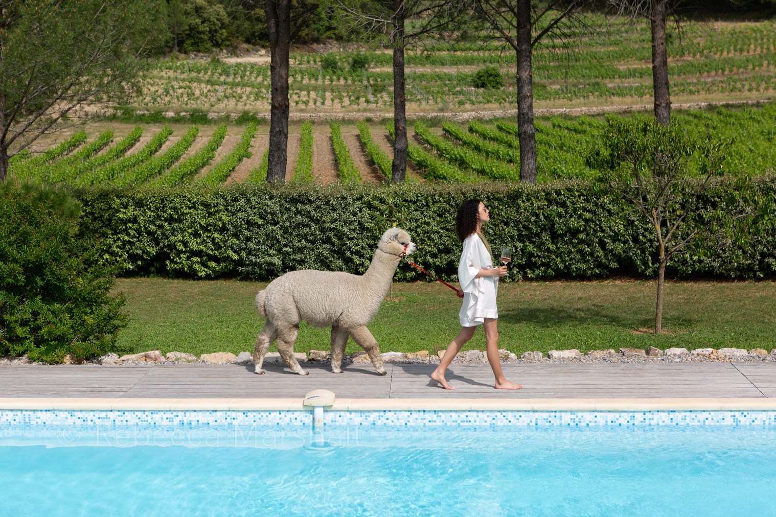 Girl in a white robe leads a pet llama beside a swimming pool with vineyards in the background