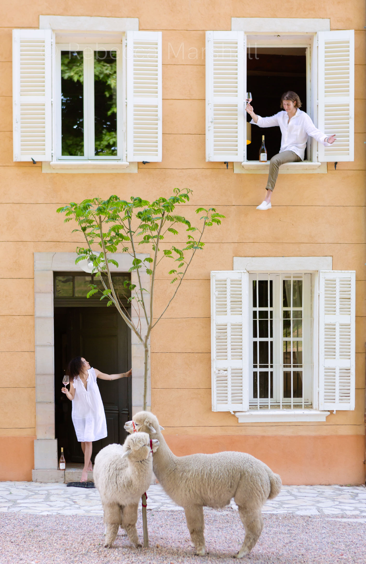 A couple in the windows of a French castle with two llamas tied to a tree in the foreground