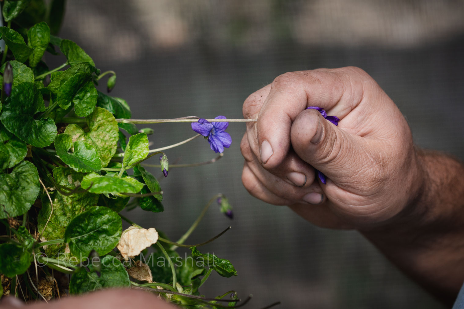 Close-up photo of a man's hand picking a violet flower