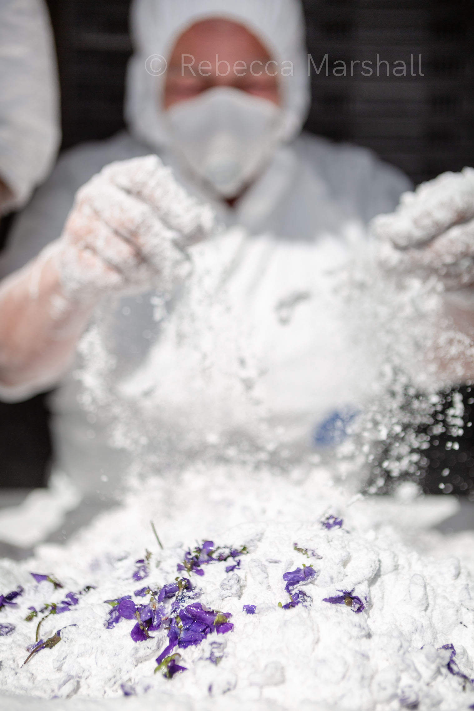 Woman in protective clothing pours icing sugar over violet petals