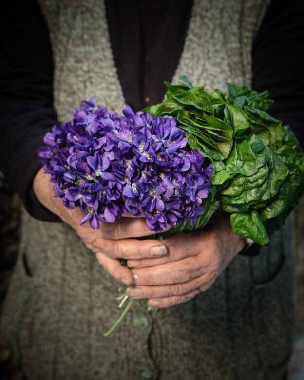 Close-up photograph of a giant bunch of fresh violets in the hands of an old lady