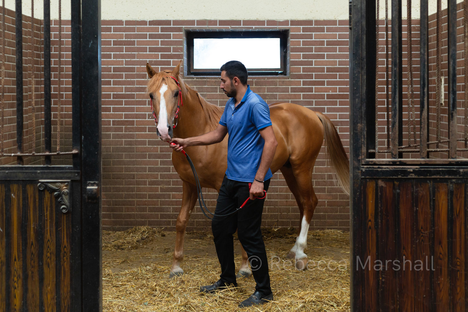 A bay stallion in its box, handled by his male trainer