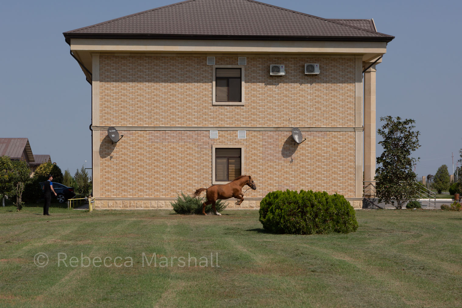A photograph of a galloping horse in the distance, in front of a brick building