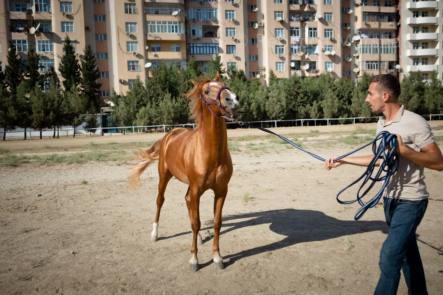 Photograph of a Karabakh stallion being exercised on a rope by a male horse trainer