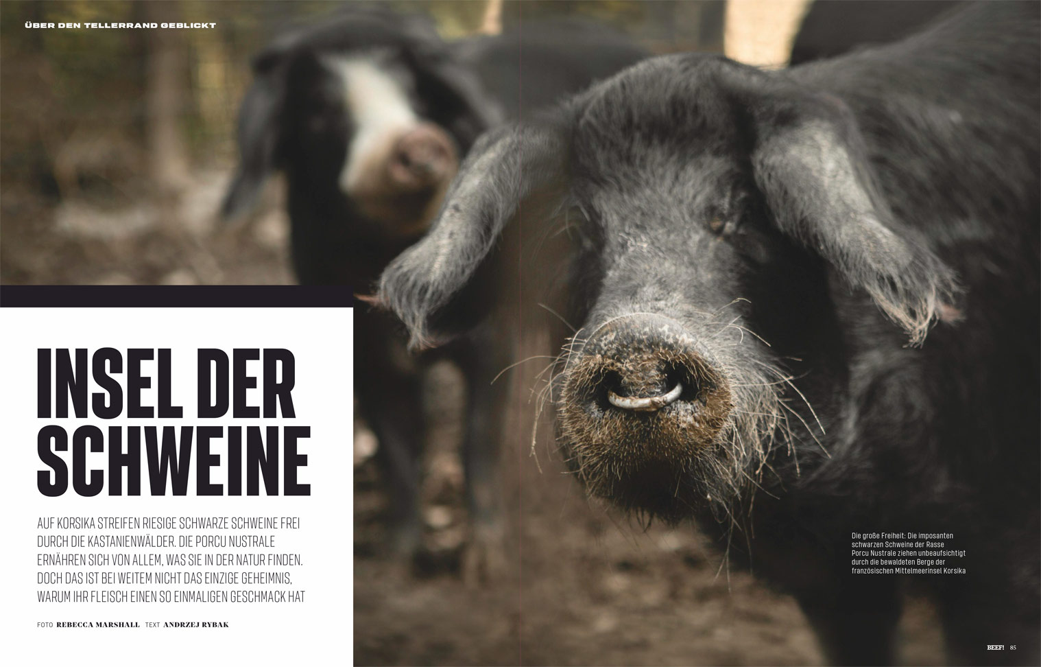 Double-page spread inside BEEF! magazine, showing a full-bleed photo of a black pig