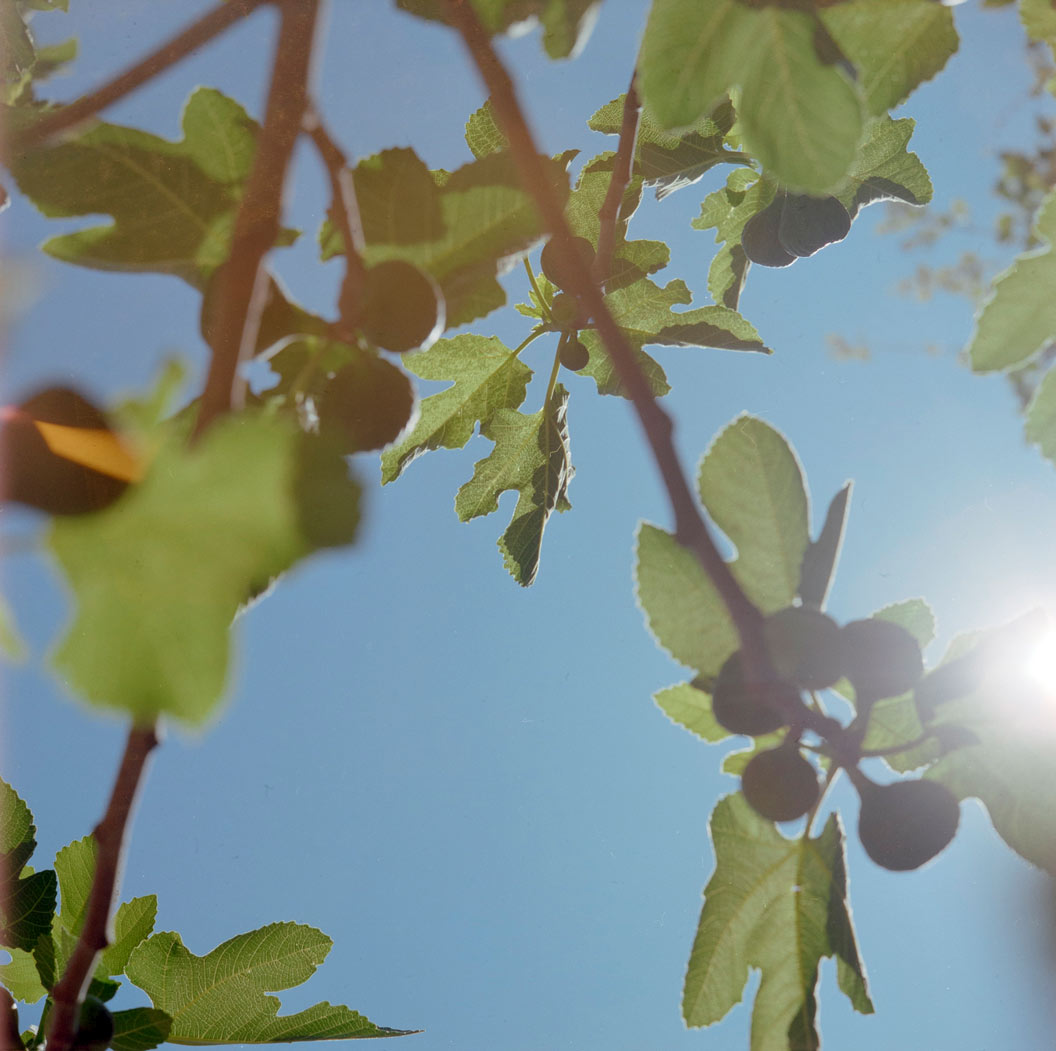 Photograph of branches of a fig tree, taken from underneath against a blue sky